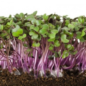 Капуста краснокочанная семян микрозелень (Agrocity)