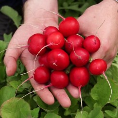 Касто F1 (Kasto F1) насіння редису 25-30 дн. (Soto Seeds)