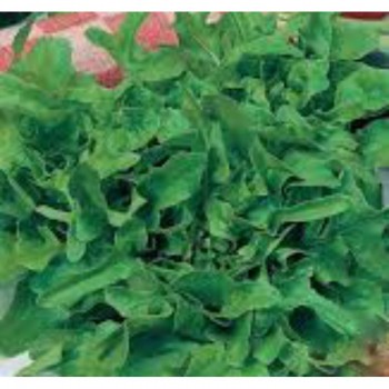 Каталония семян салата тип Батавия (GL Seeds)