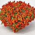 Кэнди F1 оранжевый (orange) семена антирринума (Sakata)
