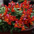 Кэнди F1 оранжевый (orange) семена антирринума (Sakata)