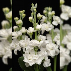Кетс белый (white) семена левкоя на срез (Pan American)