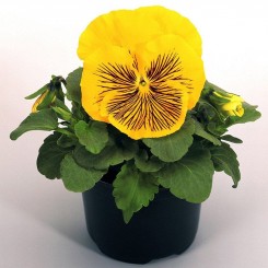Кетс F1 желтая (yellow) семена виолы (Benary)