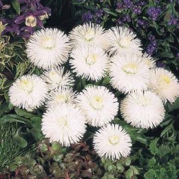 Хабанера белая (white) семена маргаритки (Benary)