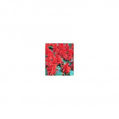 Хитоми Red (красная) семян сальвии блестящей (Kitano Seeds)