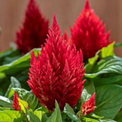 Кимоно скарлет (scarlet) семян целозии перистой однолетней. 15-20 см (Sakata)