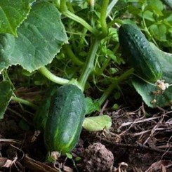 Китайський ельф насіння огірка бджолозапилюваного (GL Seeds)