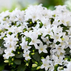 Клоквайз F1 белый (white) семена колокольчика 20-25см (Syngenta)