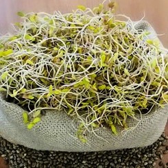Конопля семена микрозеленые (Agrocity)