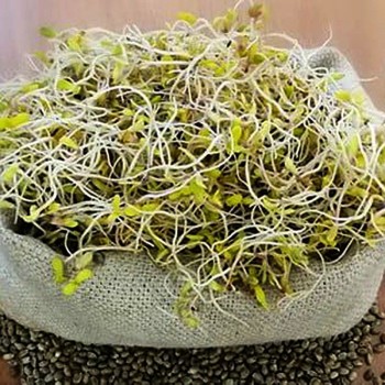 Конопля семена микрозеленые (Agrocity)