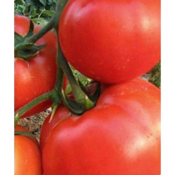 Король Королей семян помидора индетерминантного (GL Seeds)