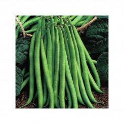 Королева Некар насіння квасолі спаржевої (GL Seeds) Королева Некар насіння квасолі спаржевої (GL Seeds)