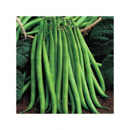 Королева Некар семена фасоли спаржевой (GL Seeds)