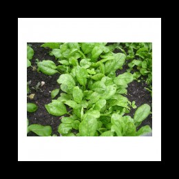 Корвер F1 Organic семян шпината (Enza Zaden/Vitalis)