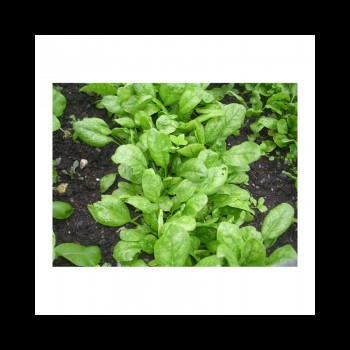 Корвер F1 Organic семян шпината (Enza Zaden/Vitalis)