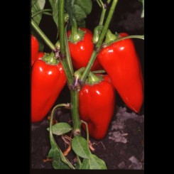 Здоров'я насіння перцю солодкого (GL Seeds)