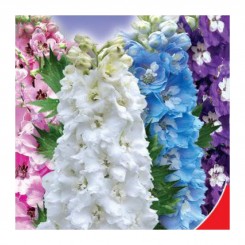 Кружева семян дельфиниума (GL Seeds)
