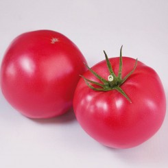 Финли F1 (КС 1205 F1) семена помидора индетерминантного (Kitano Seeds)