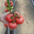 КС 240 F1 семена помидора индетерминантного (Kitano Seeds)