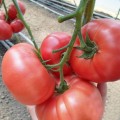 КС 240 F1 семена помидора индетерминантного (Kitano Seeds)