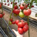 КС 240 F1 семена помидора индетерминантного (Kitano Seeds)