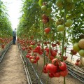 КС 240 F1 семена помидора индетерминантного (Kitano Seeds)