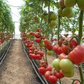КС 240 F1 семена помидора индетерминантного (Kitano Seeds)