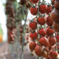 КС 277 F1 (KS 277 F1) семена помидора индетерминантного коктельного (Kitano Seeds)