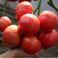 КС 311 F1 семена помидора индетерминантного (Kitano Seeds)