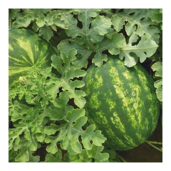 КС 635 F1 (KS 635 F1) семена арбуза раннего (Kitano Seeds)