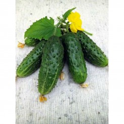 Кум да Кума F1 насіння огірка бджолозапилюваного (GL Seeds)