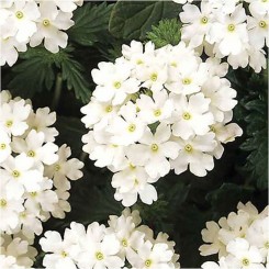 Кварц ХР F1 белая (white) семена вербены (Pan American)