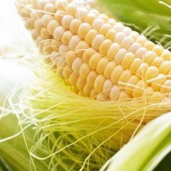 Лібертон F1 насіння кукурудзи суперсолодкої Sh2 біколор (Agri Saaten)