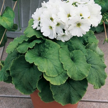 Либре F1 белая (white) семена примулы (Syngenta)