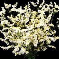 Лимониум белый (white) семян (Moravoseed)