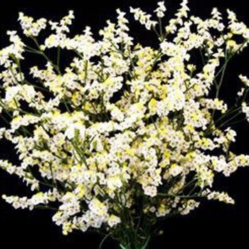 Лимониум белый (white) семян (Moravoseed)