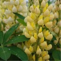Фестиваль (Галерея) желтый семена люпина (Hem Zaden)