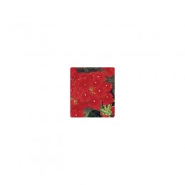Мадам Scarlet семена вербены гибридной (Kitano Seeds)