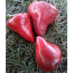 Малинові серця насіння перцю солодкого (GL Seeds)