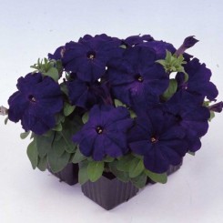 Мамбо F1 синие (blue) семена петунии мультифлора (Hem Genetics)