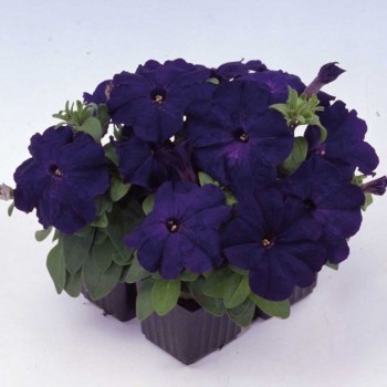 Мамбо F1 синие (blue) семена петунии мультифлора (Hem Genetics)