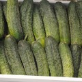 Мария F1 семена огурца партенокарпического (Sakata)