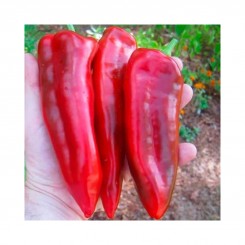 Марконі Ред (Марконі Россо) насіння перцю солодкого (Hortus)