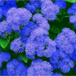 Агератум Мексиканский синий (blue) семена (Moravoseed)