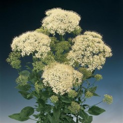 Мичиган белый (white) семена трахелиума (Pan American)