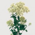 Мичиган белый (white) семена трахелиума (Pan American)