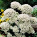 Мичиган белый (white) семена трахелиума (Pan American)