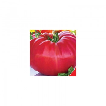 Миллионер семян помидора индетерминантного (GL Seeds)