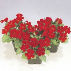 Мистик F1 красный (red) семена мимулюс (Sakata)