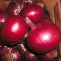 Монастрелл F1 Organic семена лука репчатого красного (Enza Zaden/Vitalis)